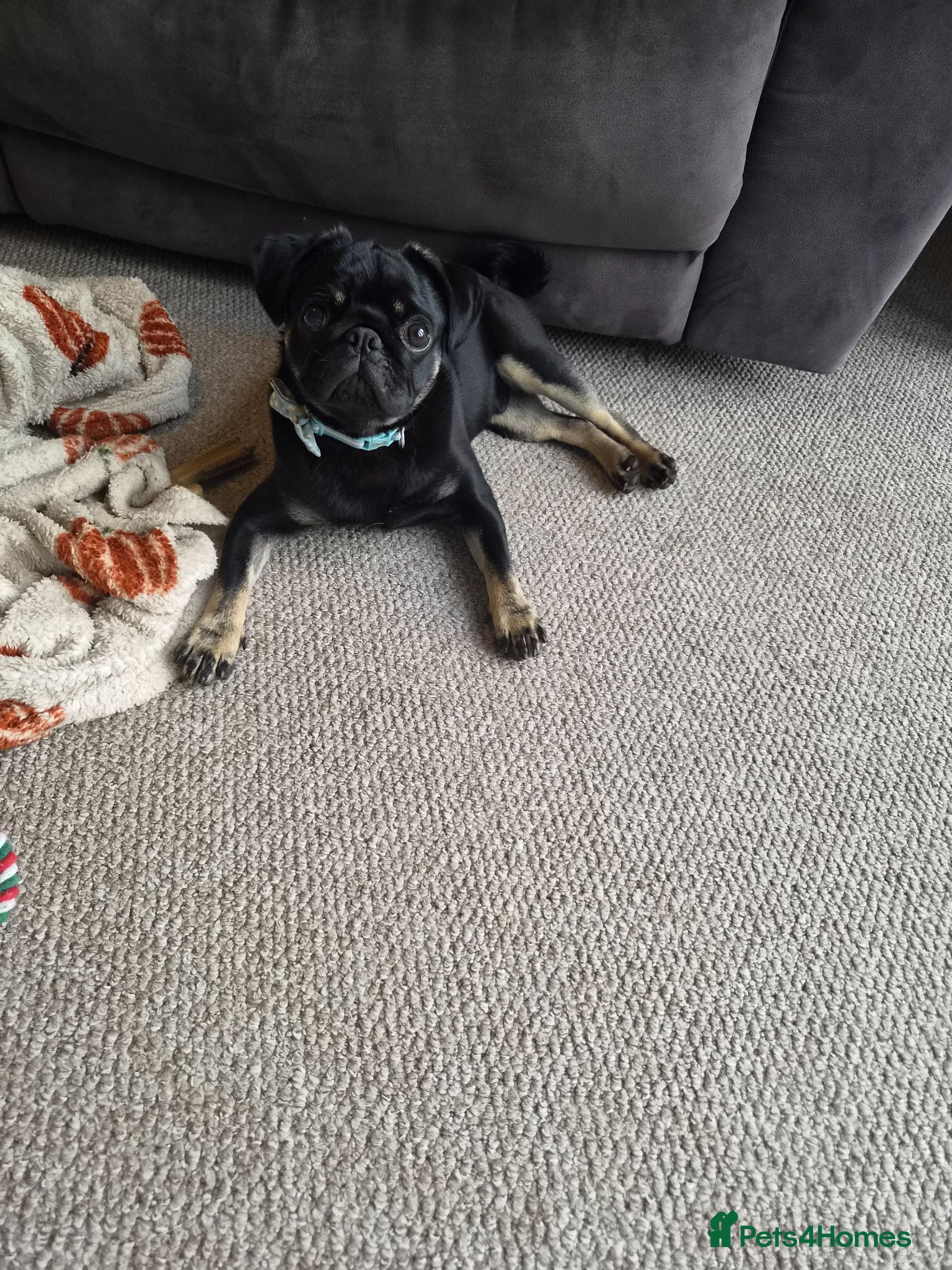 Pug dogs Pug Puppy for sale- 10 months old - Advert 13