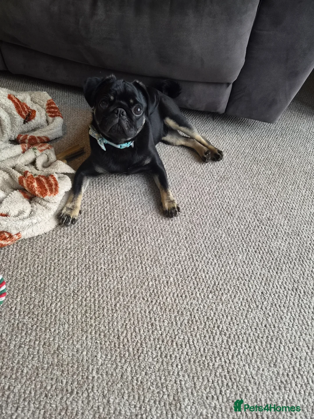 Pug dogs for sale: Pug Puppy for sale- 10 months old - Advert 1