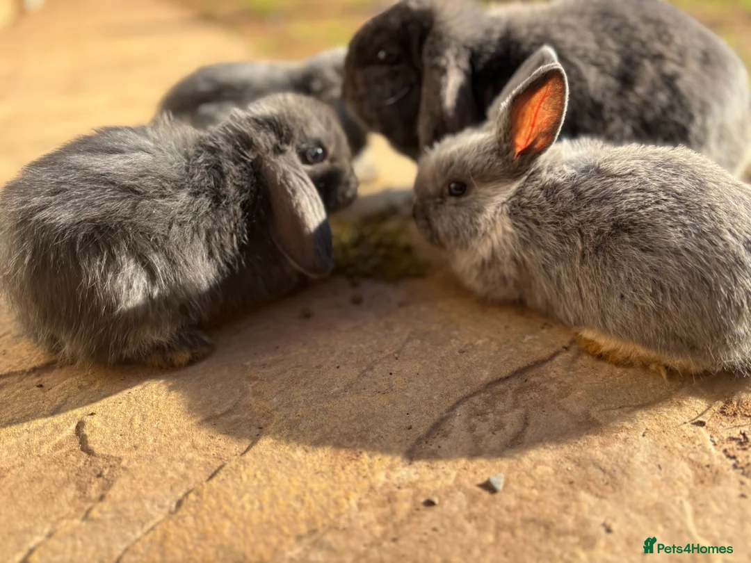 Mini Lion Lop rabbits for sale: Beautiful Baby Mini Lops  - Advert 2