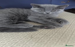 British Shorthair cats for sale: Both parents pedigrees- Dad 5x 🏆 3 boys 1 girl  - Image 4