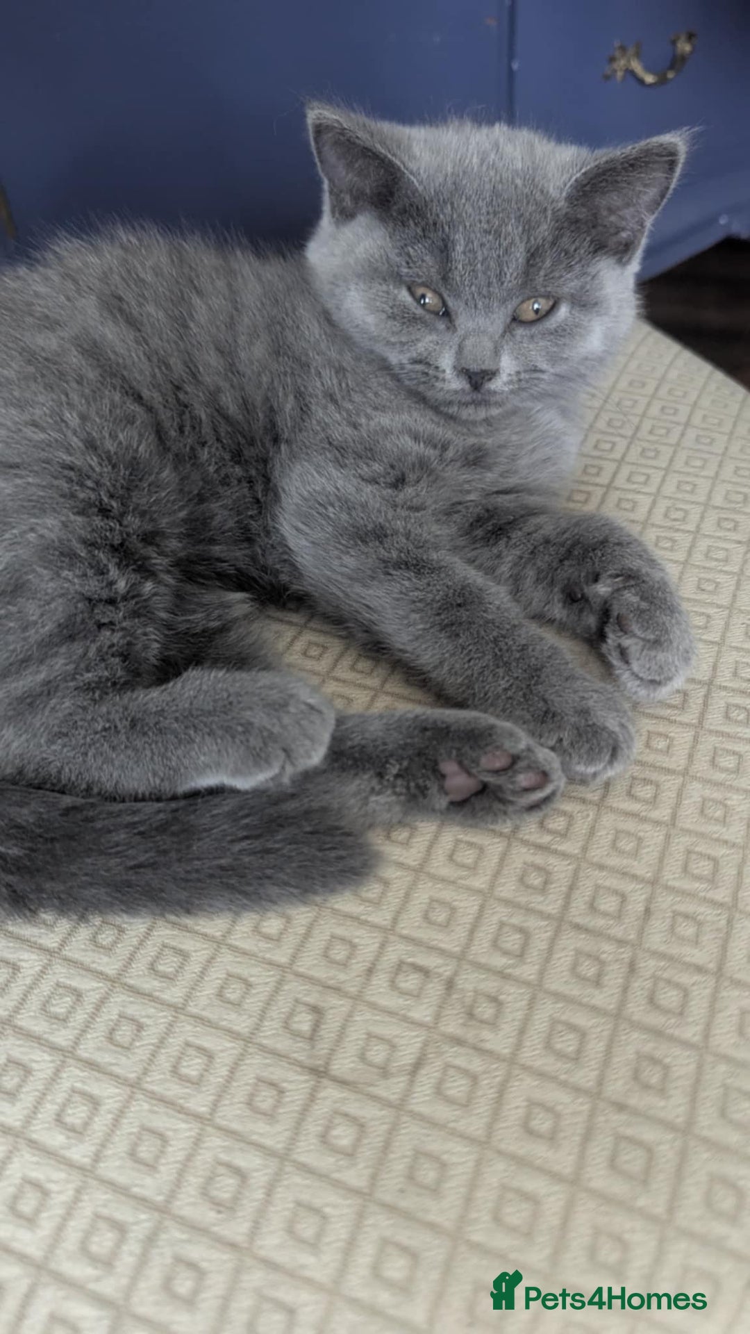 British Shorthair cats for sale: Both parents pedigrees- Dad 5x 🏆 3 boys 1 girl  - Image 4