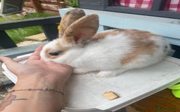 French Lop rabbits for sale: Baby rabbits  - Image 1
