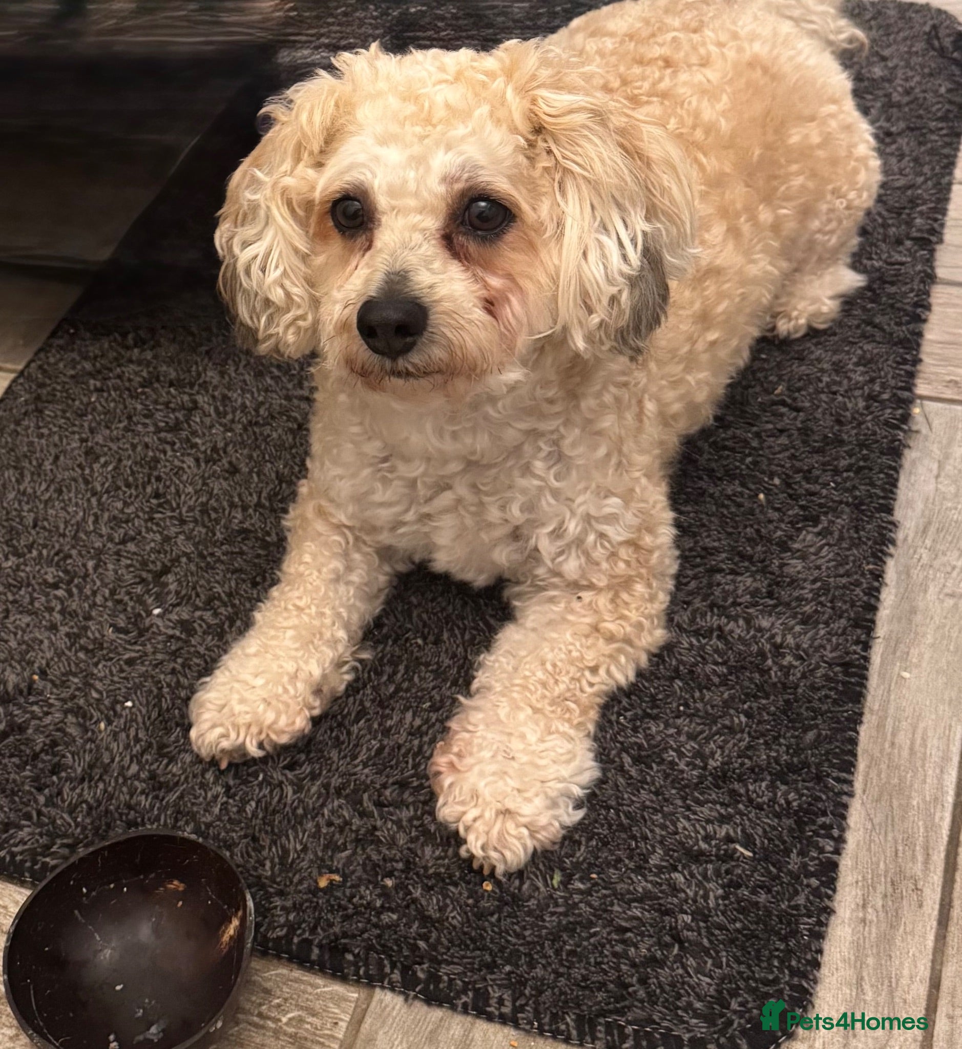 Yochon dogs Loving 6 Year Old Bichon Frise*Yorkie for Rehoming - Advert 3