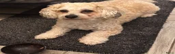 Yochon dogs for sale: Loving 6 Year Old Bichon Frise*Yorkie for Rehoming in Guildford - Advert 1