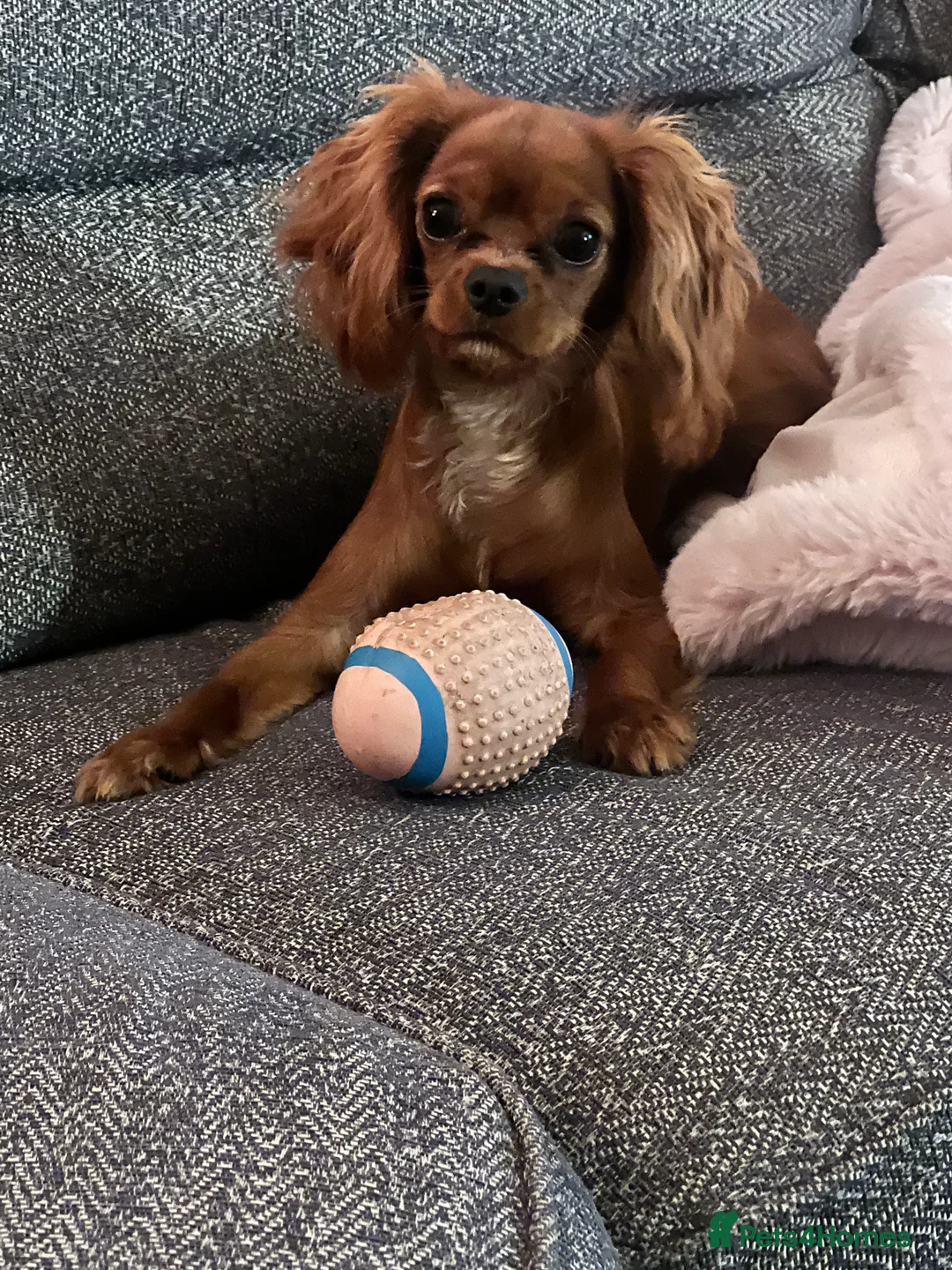 Cavalier King Charles Spaniel dogs for sale: 1-Year-Old Cavalier King Charles Spaniel – Coco in Ashford - Advert 11
