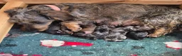 Dachshund dogs for sale: Miniature wire dachshund puppies - Advert 2
