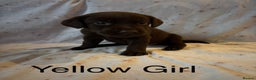 Labrador Retriever dogs for sale: Beautiful KC Chocolate Labrador Retriever puppies - Advert 4