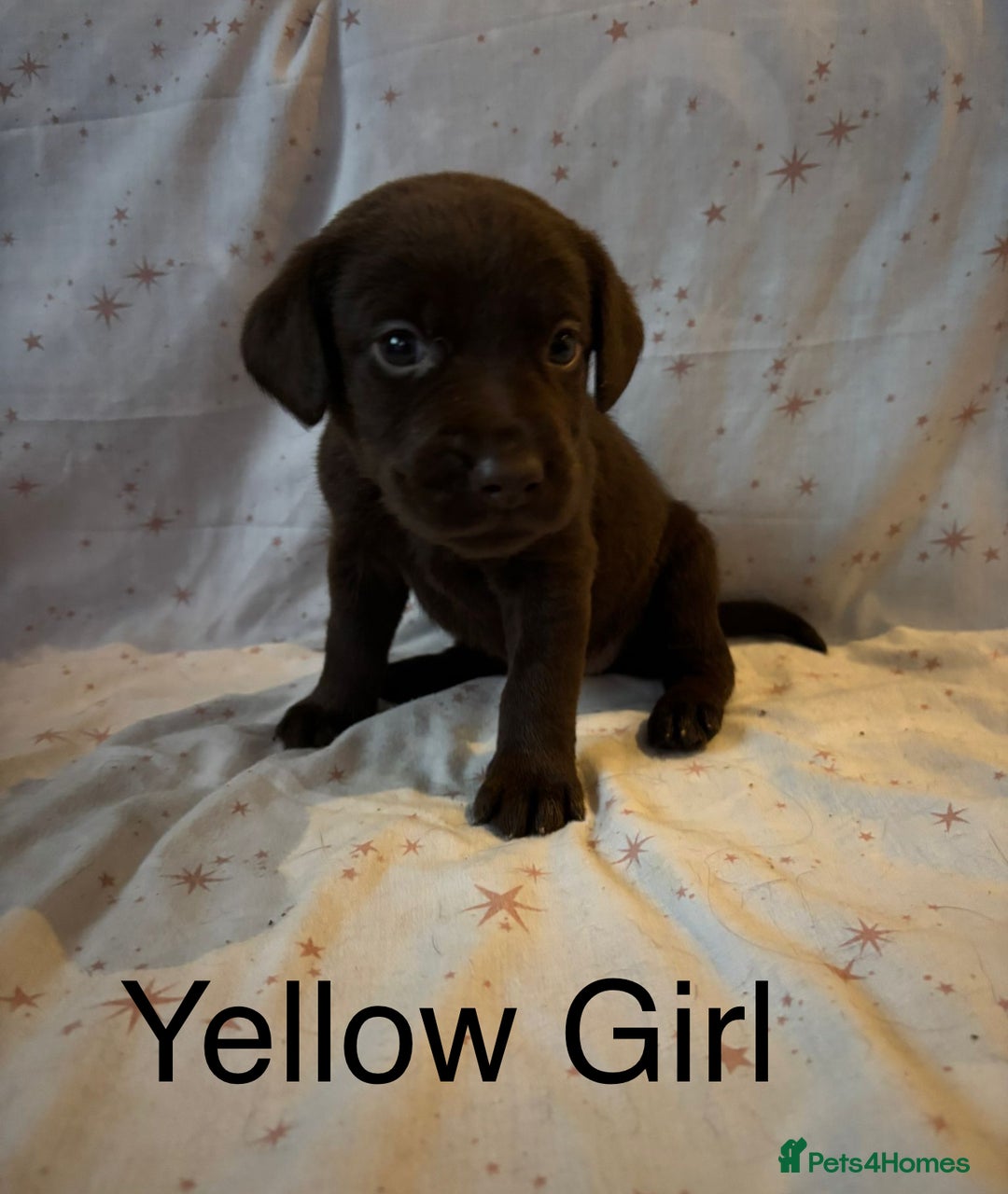 Labrador Retriever dogs for sale: Beautiful KC Chocolate Labrador Retriever puppies - Advert 4