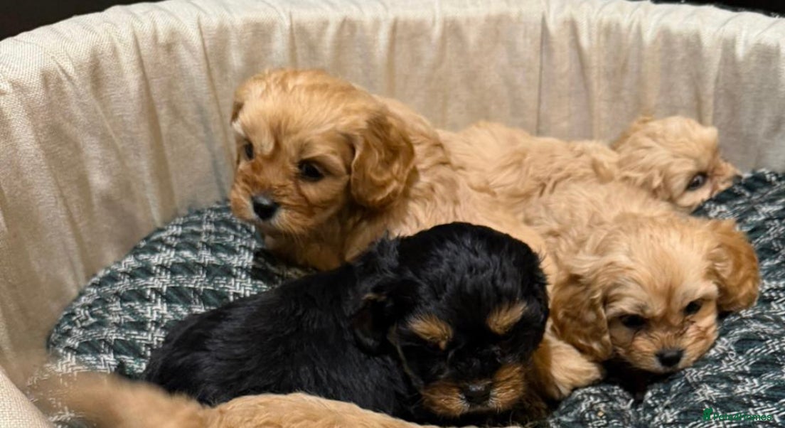 Cavapoo dogs Cavapoo F1 one dark golden girl available  - Advert 4