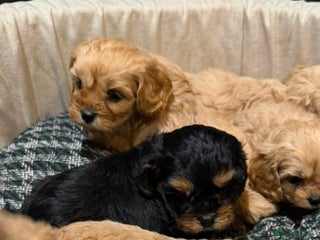 Cavapoo dogs Cavapoo F1 one dark golden girl available - Advert 16