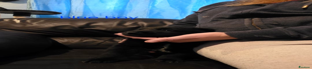 Shepsky Puppy blue boy