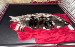 Bengal cats for sale: Bengal Tabby kittens - Image 11