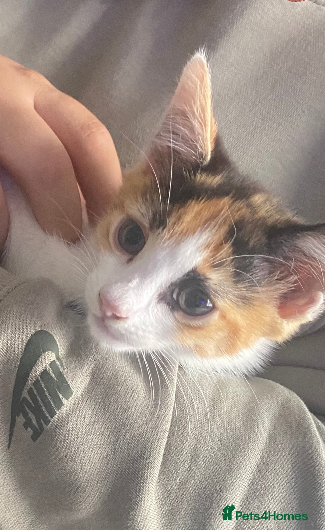 Mixed Breed cats for sale: 10 weeks old kittens ready to leave  - Image 2