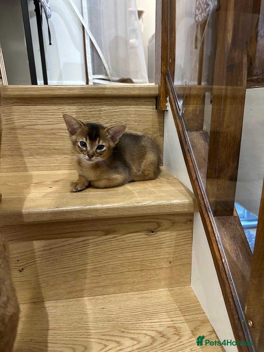 Abyssinian cats for sale: Pedigree Abyssinian kittens  - Advert 22