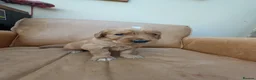 Golden Retriever dogs for sale: golden retriever pups boys - Advert 5