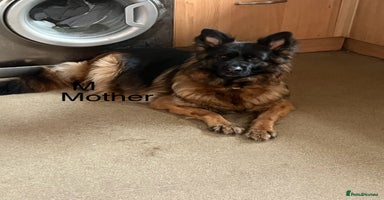 German Shepherd dogs - Advert 4