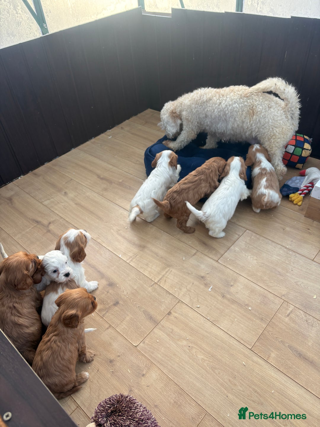 Cavapoochon dogs for sale: Stunning Litter of DNA tested Cavapoochon pups - Advert 2