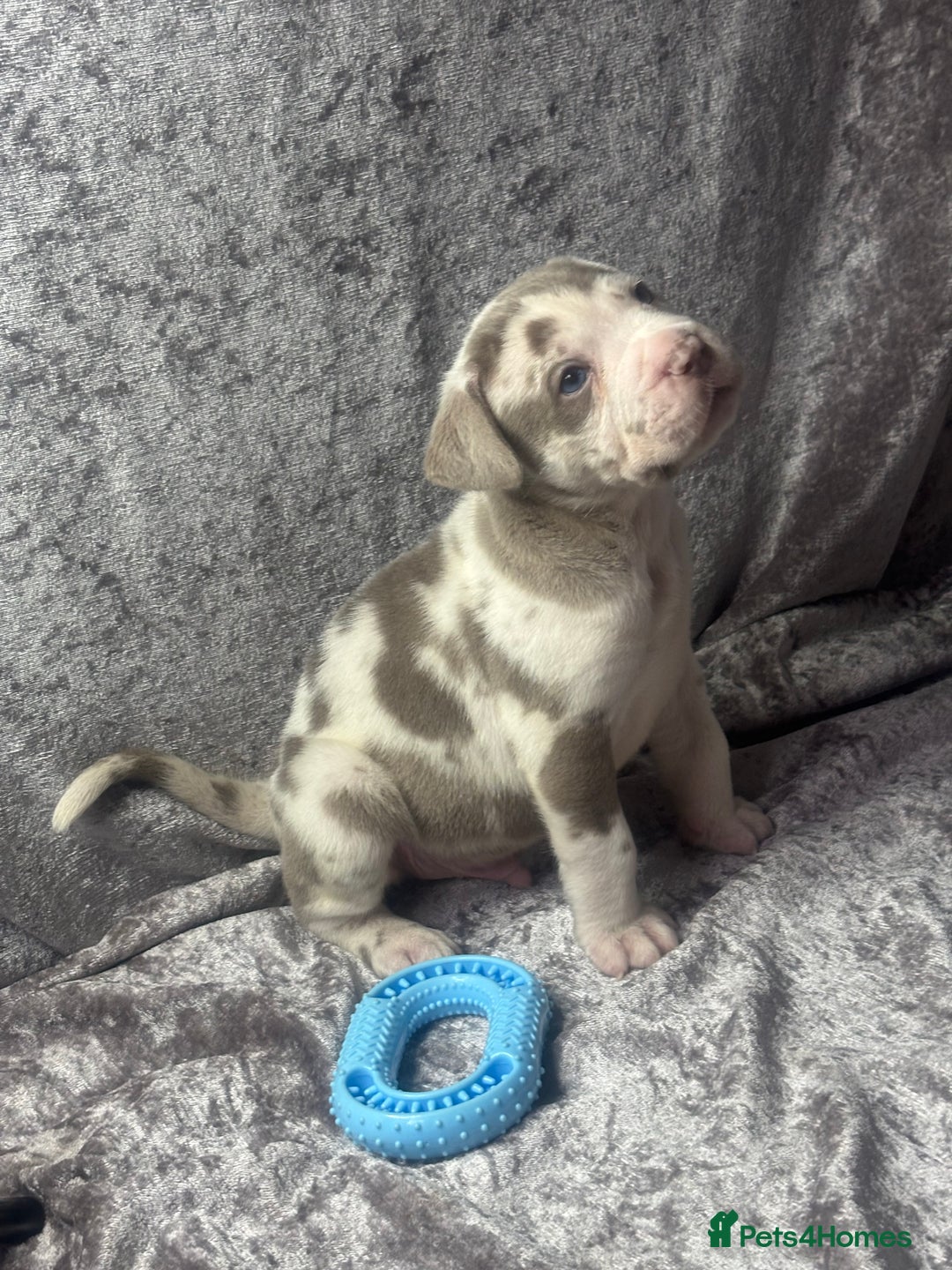 Neapolitan Mastiff dogs for sale: 💙 Neapolitan Mastiff Puppies champion bloodline💙 - Advert 3