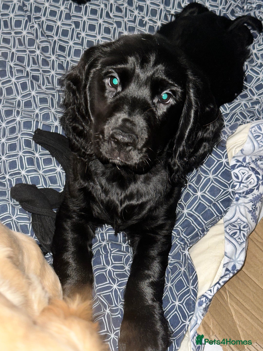 Cocker Spaniel dogs for sale: Working Cocker Spaniel Puppies - Advert 11