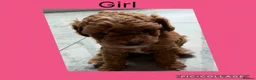 Cavapoo dogs for sale: 2x Cavapoo F1B pups 1 boy 1 girl available  - Advert 2