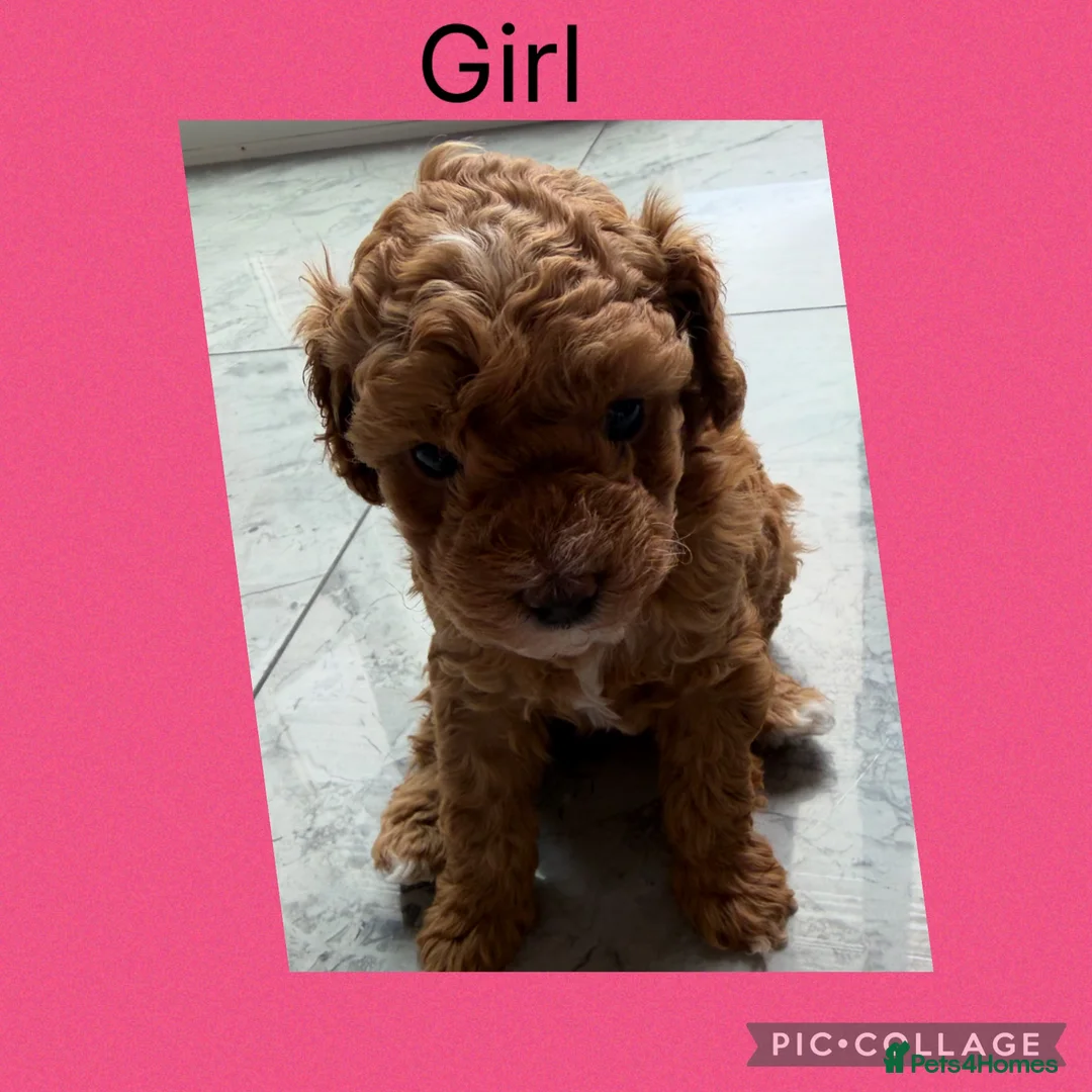 Cavapoo dogs for sale: 2x Cavapoo F1B pups 1 boy 1 girl available  - Advert 2