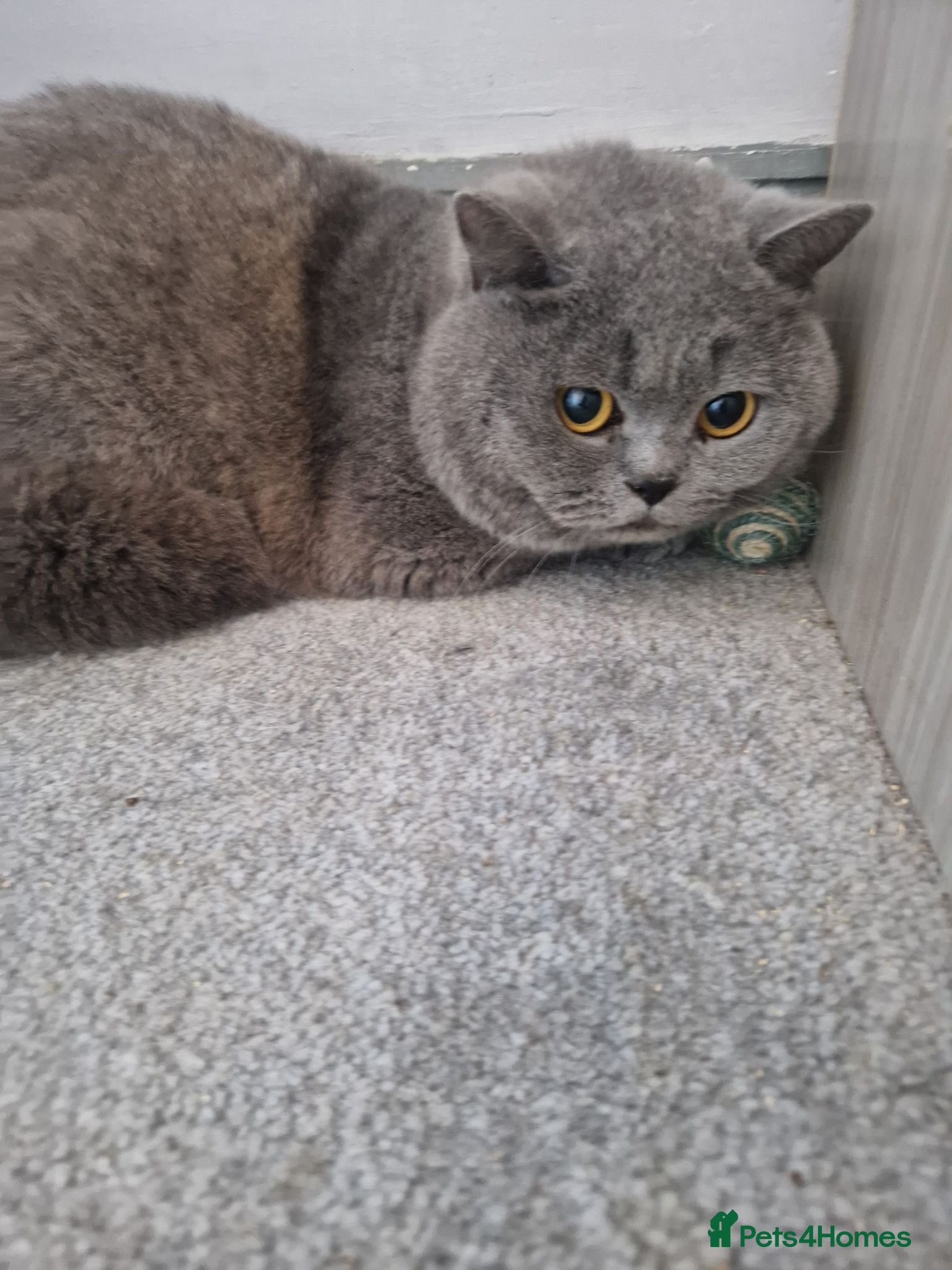 British Shorthair cats TICA BLUE SHORTHAIR BOY - Advert 5