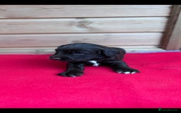 Sprocker dogs for sale: Sprocker spaniel puppies  - Image 9