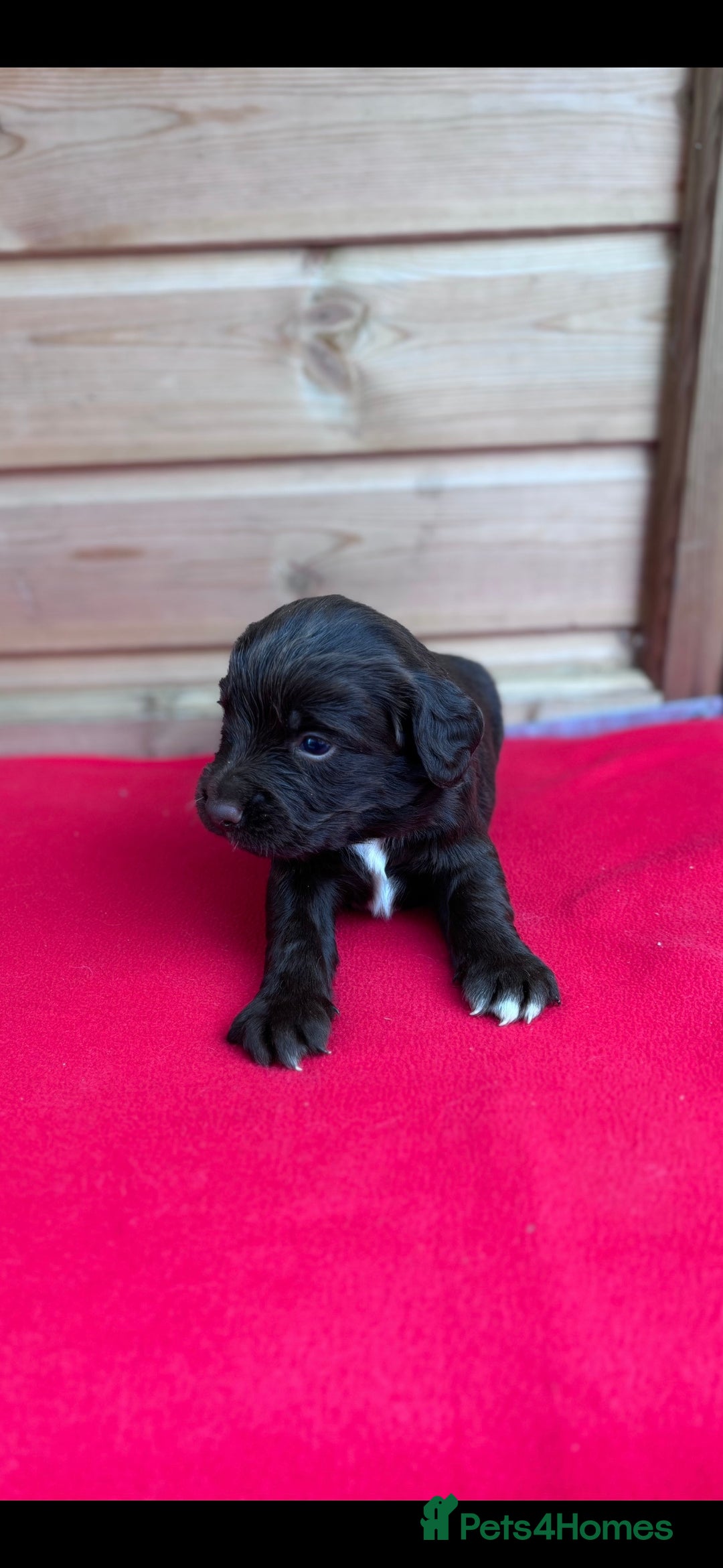 Sprocker dogs for sale: Sprocker spaniel puppies  - Image 9