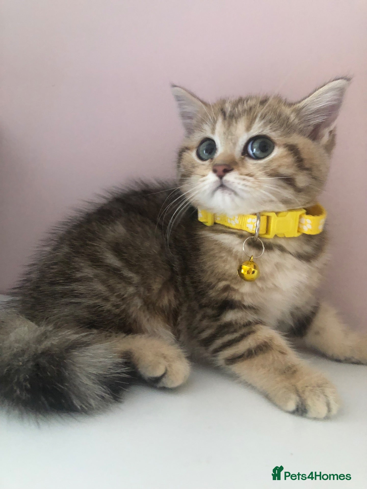British Shorthair cats British shorthair kittens  - Advert 4