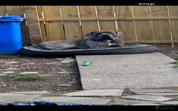 Cane Corso dogs for stud: Male cane corso for stud - Image 4
