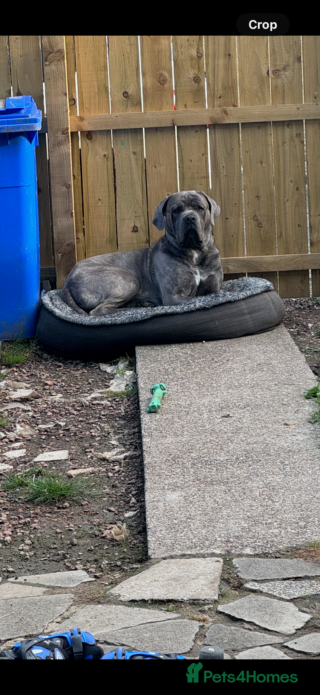 Cane Corso dogs for stud: Male cane corso for stud - Image 4