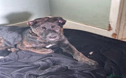 Mixed Breed dogs for sale: Bobby - Advert 2