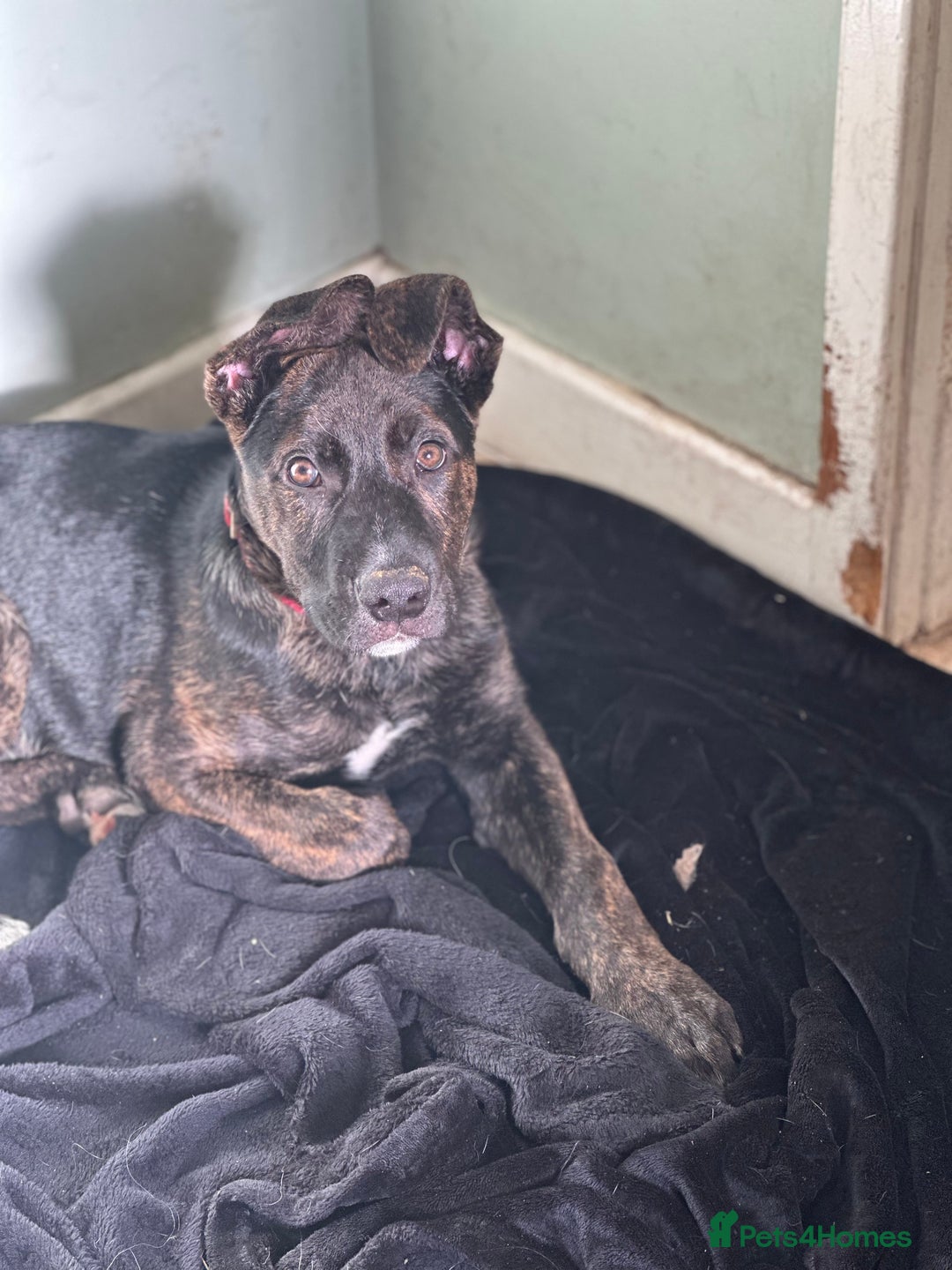 Mixed Breed dogs for sale: Bobby - Advert 2