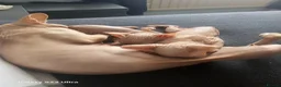 Sphynx cats for sale: Sphynx  in Southampton - Advert 14