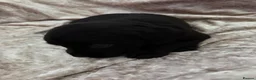 Labrador Retriever dogs for sale: Stunning Labrador pups - Advert 13