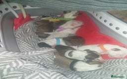 English Bull Terrier dogs for sale: Top Quality English bull terriers! - Advert 3