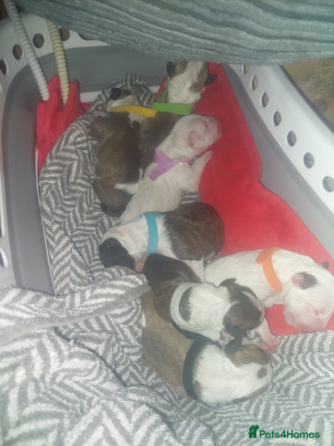 English Bull Terrier dogs for sale: Top Quality English bull terriers! - Advert 3