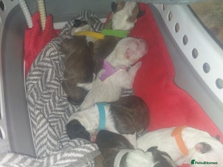 English Bull Terrier dogs - Advert 4