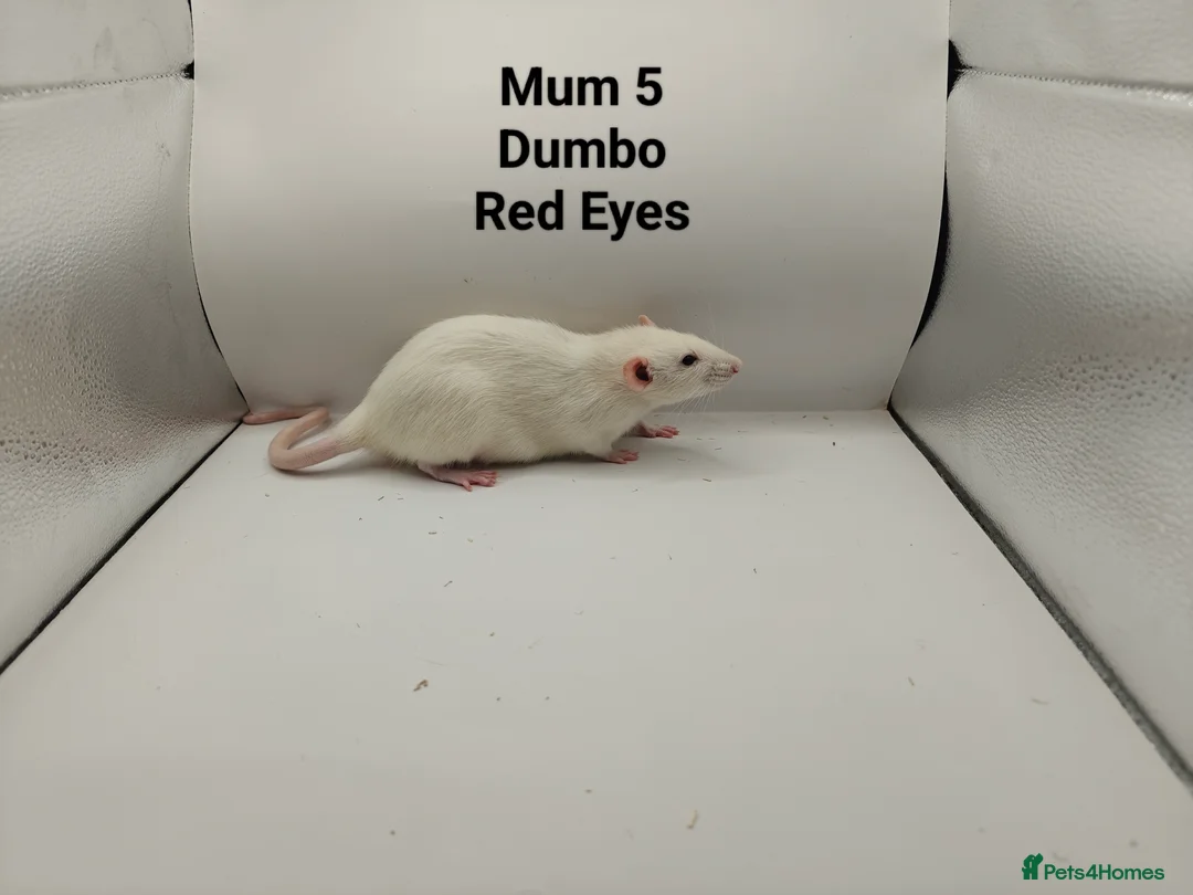 Rat rodents for sale: DEC: 24 Rats (3 Rats: 3 Boys Left) - Advert 26