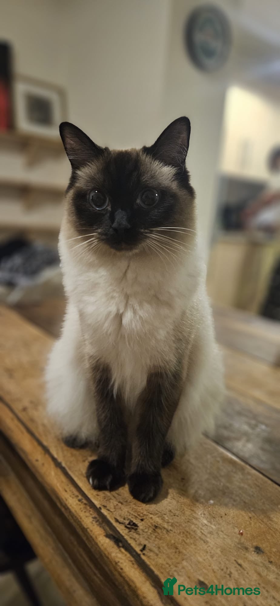 Ragdoll cats Meet Zula ragdoll Female / unspayed  - Advert 2