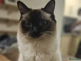 Ragdoll cats Meet Zula ragdoll Female / unspayed - Advert 2