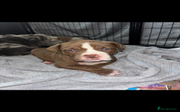 Mixed Breed dogs for sale: American Bulldog X Mastiff mix  - Image 28
