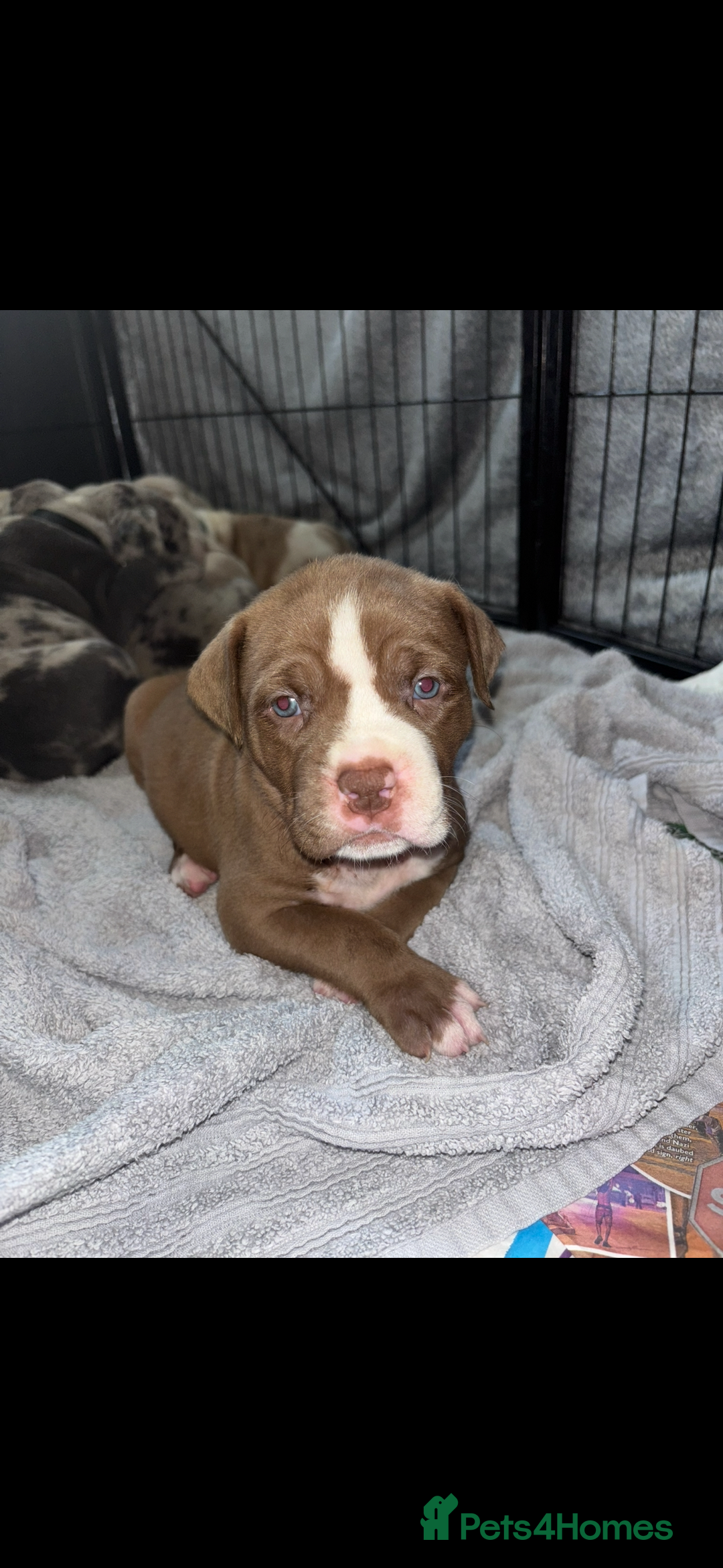 Mixed Breed dogs for sale: American Bulldog X Mastiff mix  - Image 28