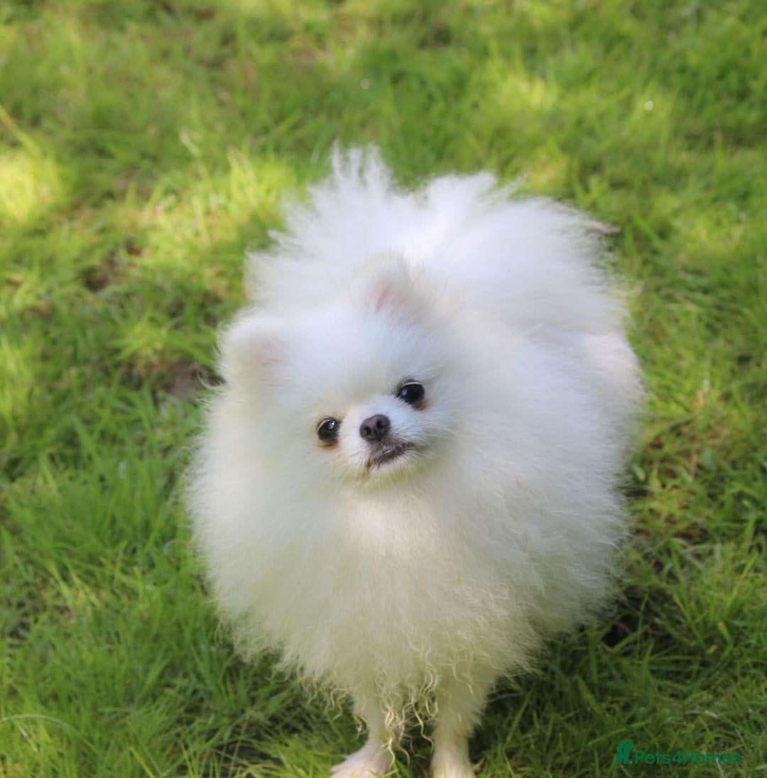 Pomeranian dogs for stud: Kc registered pomeranian white stud dog in Alford - Advert 10
