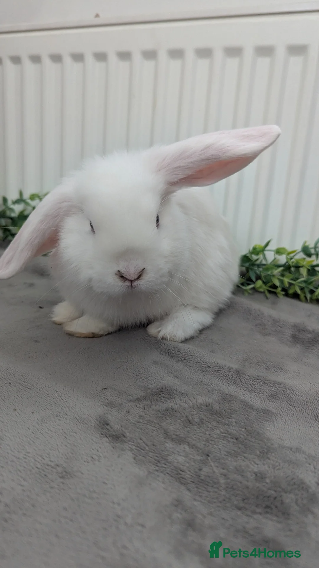 Mini Lop rabbits for sale: Little mini lop buck ready to leave  - Advert 2