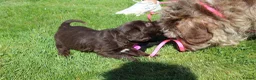 Labradoodle dogs for sale: Stunning Red Merle and Chocolate Labradoodle Pups in Auchterarder - Advert 12