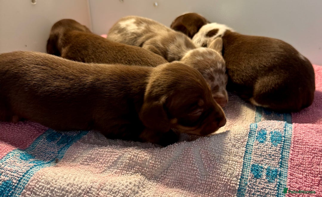 Miniature Dachshund dogs for sale: Miniature dachshunds  - Image 13