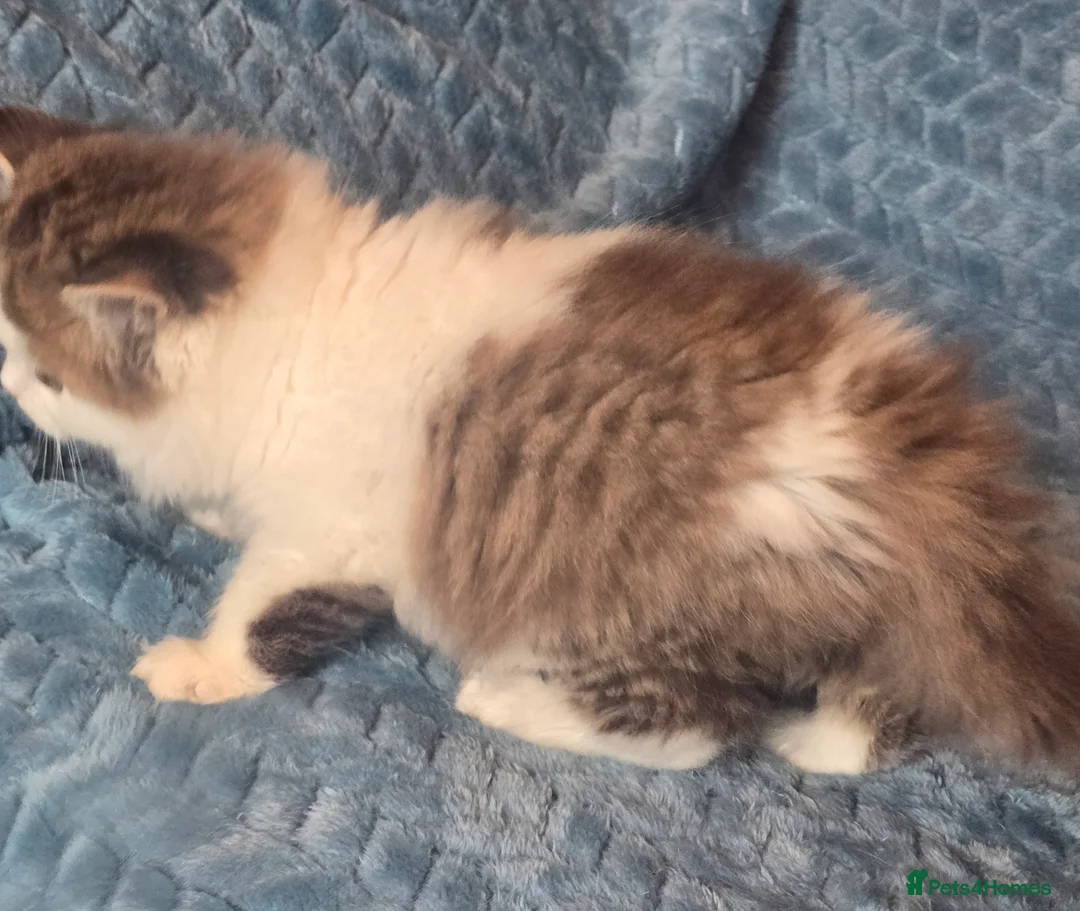 British Shorthair cats for sale: TICA registered British shorthair kittens - Advert 13