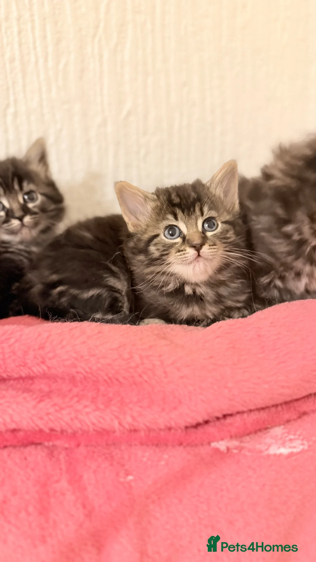 Mixed Breed cats for sale: Scottish fold cross ragdoll - Advert 2