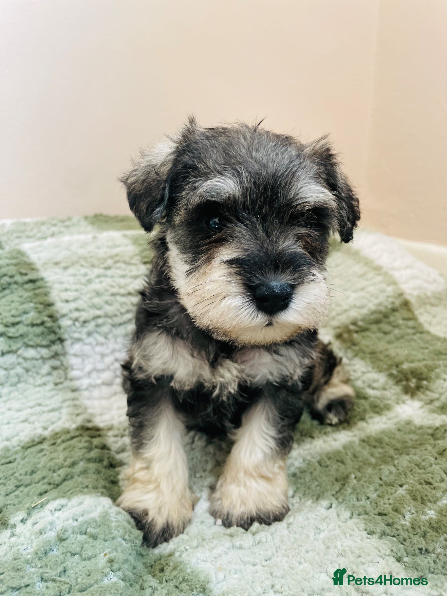 Miniature Schnauzer dogs KC registered miniature schnauzer puppies - Advert 2